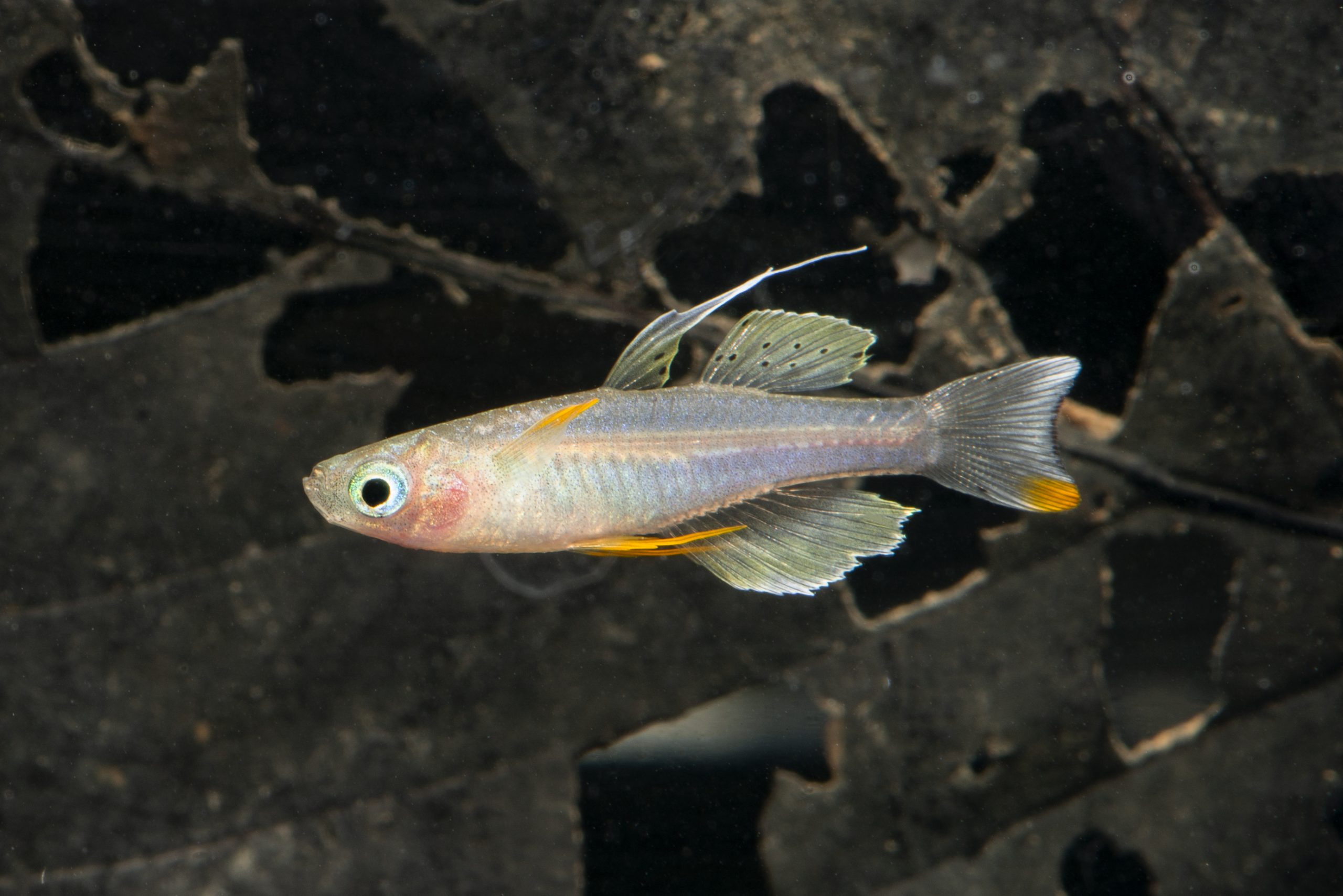 OTML rediscovers fish species in Fly River after 40 years